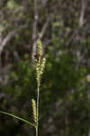 Buxbaum's sedge